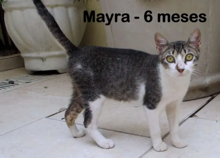 Gato ra a SRD idade 2 a 6 meses nome Mayra