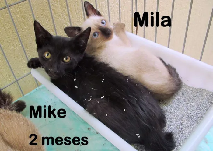 Gato ra a SRD idade 2 a 6 meses nome Mike