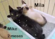 Mike