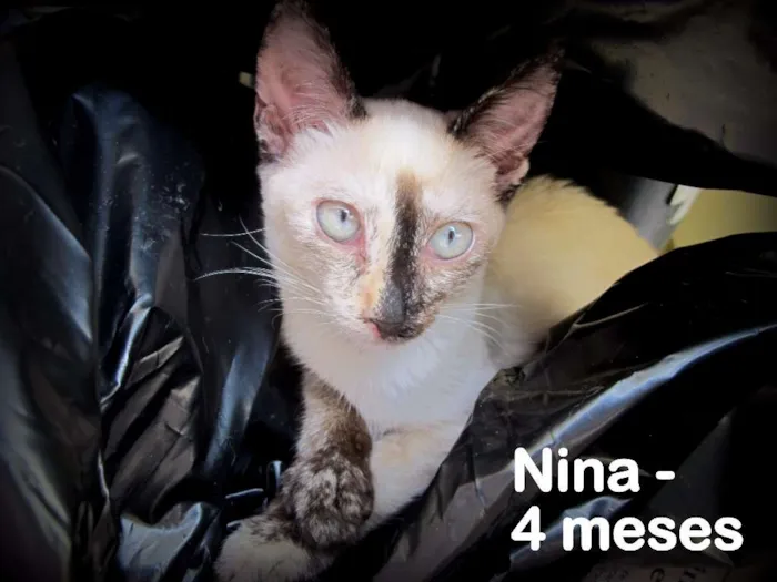 Gato ra a SRD idade 2 a 6 meses nome Nina