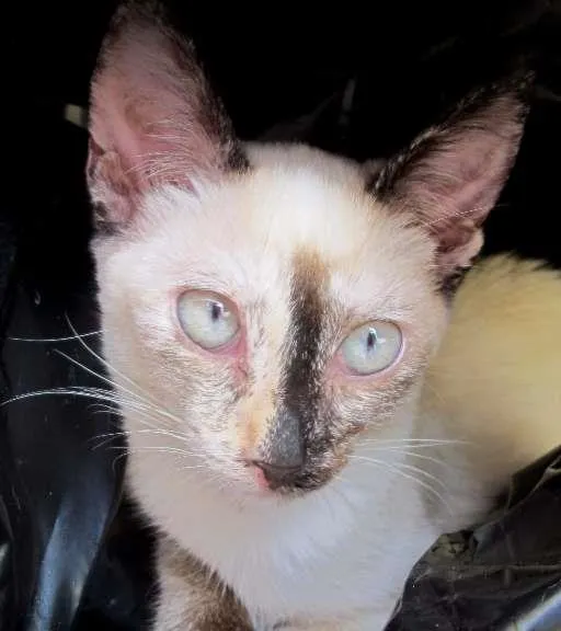 Gato ra a SRD idade 2 a 6 meses nome Nina
