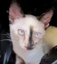 Nina