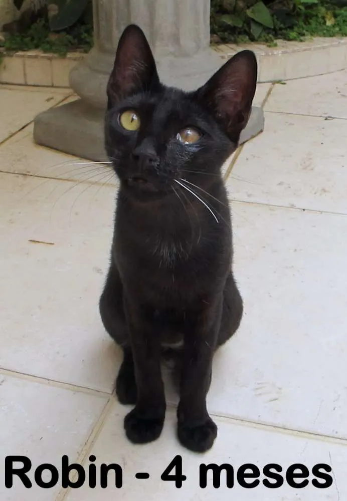 Gato ra a SRD idade 2 a 6 meses nome Robin