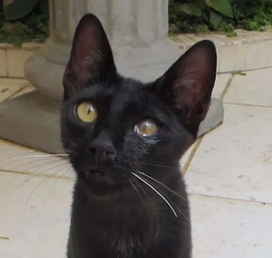 Gato ra a SRD idade 2 a 6 meses nome Robin