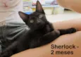 Sherlock