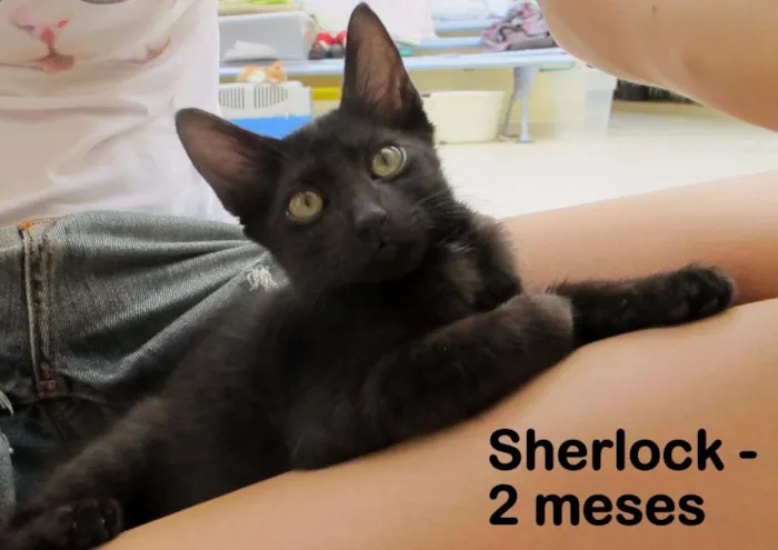 Gato ra a SRD idade 2 a 6 meses nome Sherlock