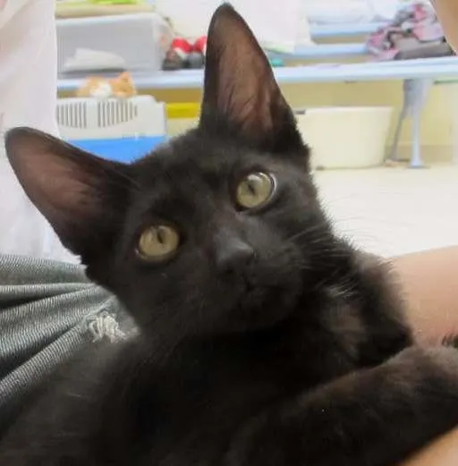 Gato ra a SRD idade 2 a 6 meses nome Sherlock