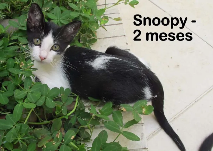 Gato ra a SRD idade 2 a 6 meses nome Snoopy