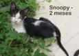 Snoopy