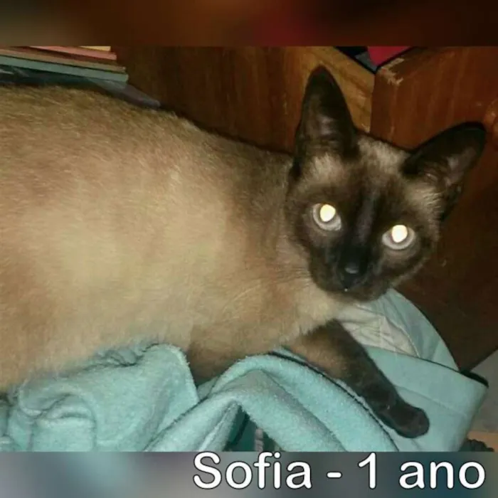 Gato ra a SRD idade 1 ano nome Sofia