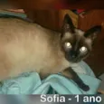 Sofia