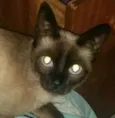 Sofia