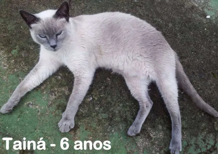 Gato ra a SRD idade 6 ou mais anos nome Taina