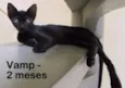 Vamp