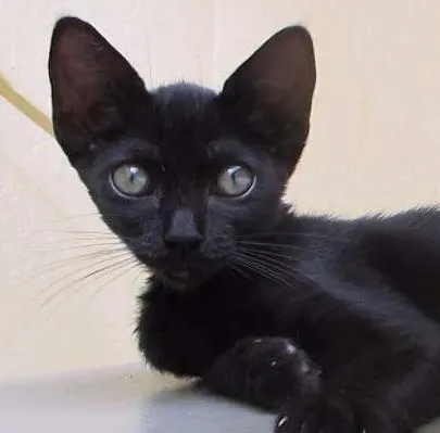 Gato ra a SRD idade 2 a 6 meses nome Vamp
