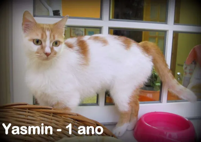 Gato ra a SRD idade 7 a 11 meses nome Yasmin