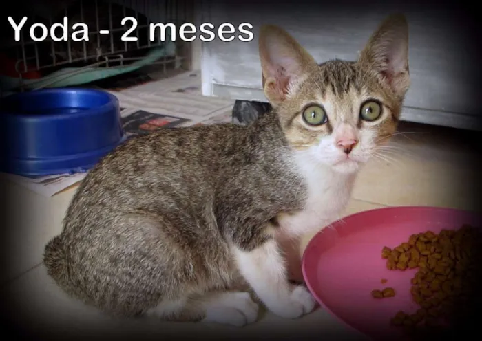 Gato ra a SRD idade 2 a 6 meses nome yoda
