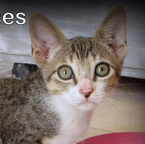 Gato ra a SRD idade 2 a 6 meses nome yoda