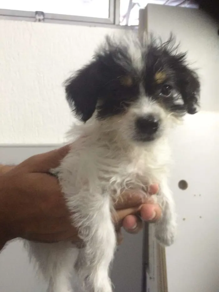 Cachorro ra a mestiço idade 2 a 6 meses nome George