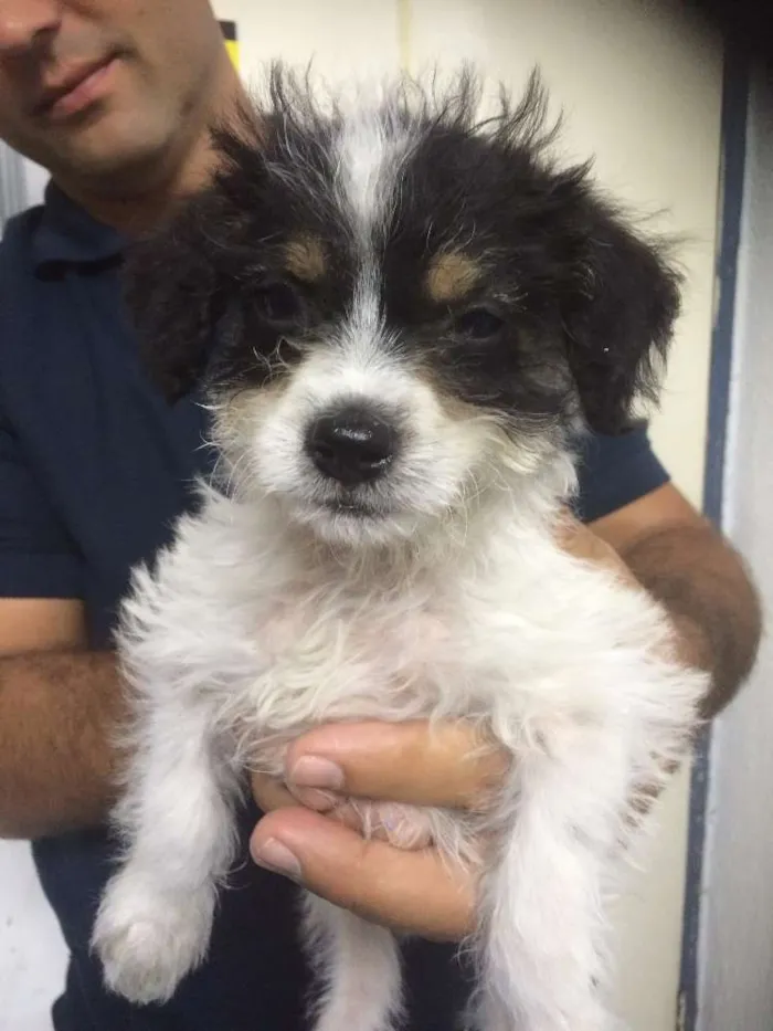 Cachorro ra a mestiço idade 2 a 6 meses nome George