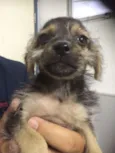 Pirulito