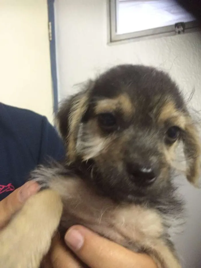 Cachorro ra a mestiço idade 2 a 6 meses nome Pirulito