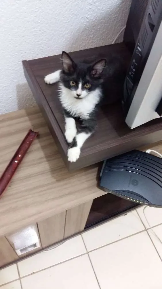 Gato ra a Vira Lata idade 2 a 6 meses nome Khaleesi e Khal