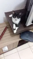 Khaleesi e Khal