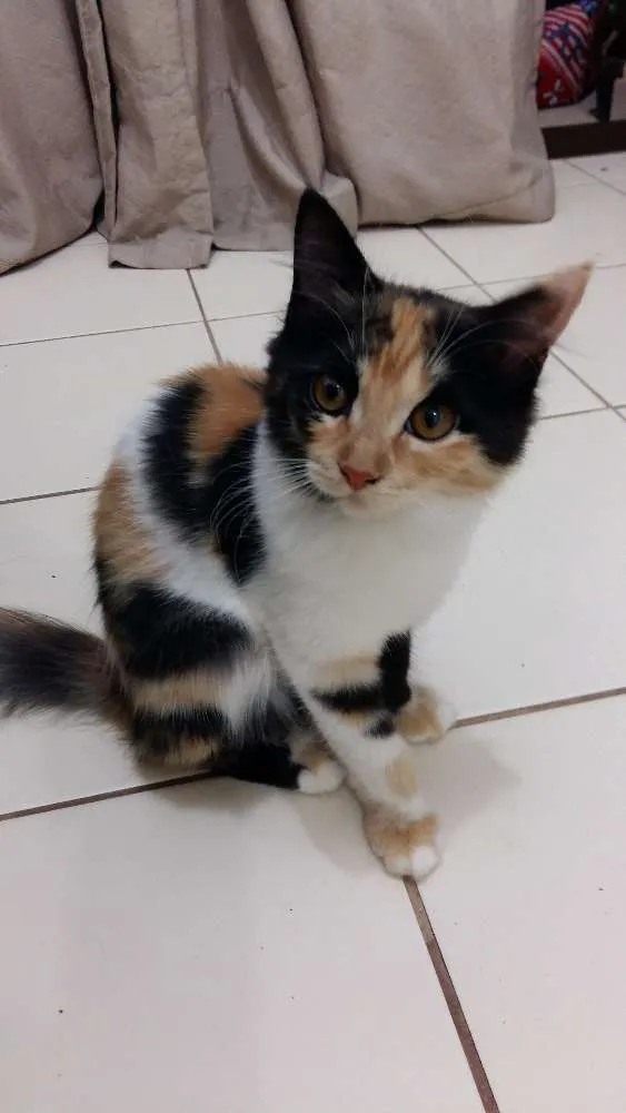 Gato ra a Vira Lata idade 2 a 6 meses nome Khaleesi e Khal