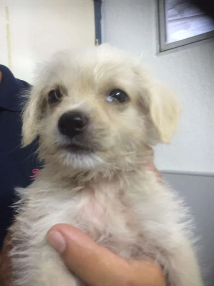 Cachorro ra a mestiço idade 2 a 6 meses nome Sam