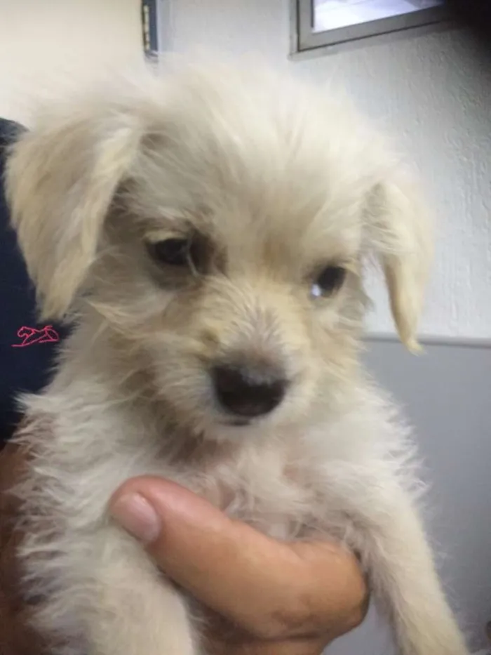 Cachorro ra a mestiço idade 2 a 6 meses nome Sam