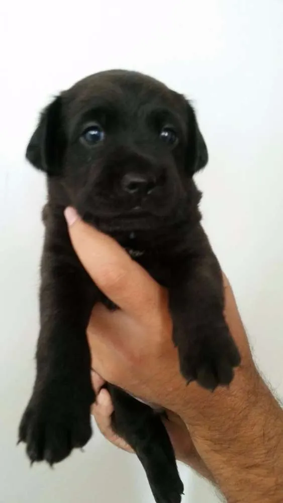 Cachorro ra a SRD idade Abaixo de 2 meses nome Dereck