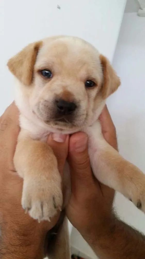 Cachorro ra a SRD idade Abaixo de 2 meses nome Amendoim