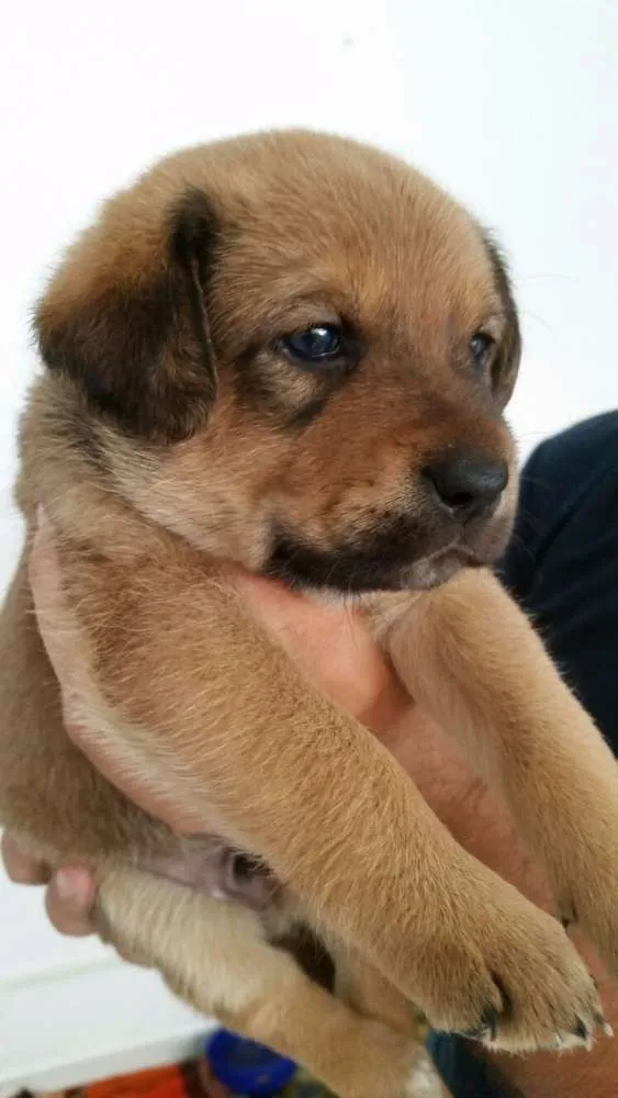 Cachorro ra a SRD idade Abaixo de 2 meses nome Mark