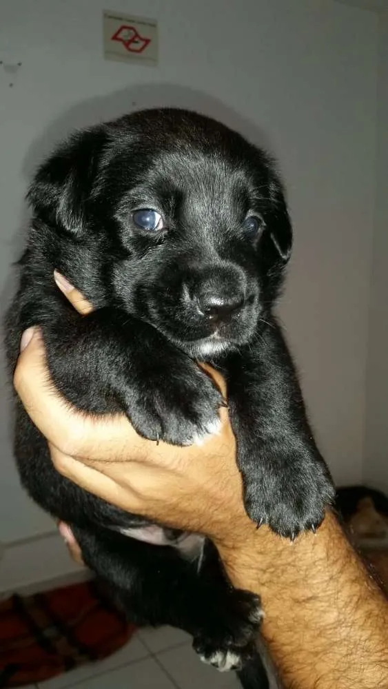 Cachorro ra a SRD idade Abaixo de 2 meses nome Izzy