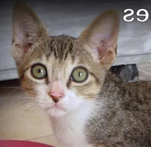 Gato raça SRD idade 2 a 6 meses nome yoda