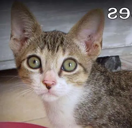 Gato ra a SRD idade 2 a 6 meses nome yoda