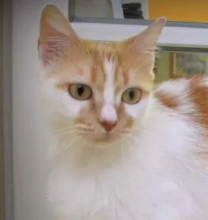 Gato raça SRD idade 7 a 11 meses nome Yasmin