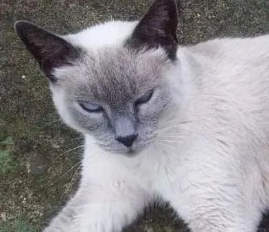 Gato ra a SRD idade 6 ou mais anos nome Taina