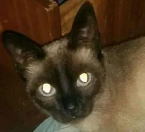 Gato raça SRD idade 1 ano nome Sofia