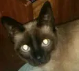 Sofia