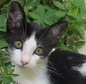 Gato raça SRD idade 2 a 6 meses nome Snoopy