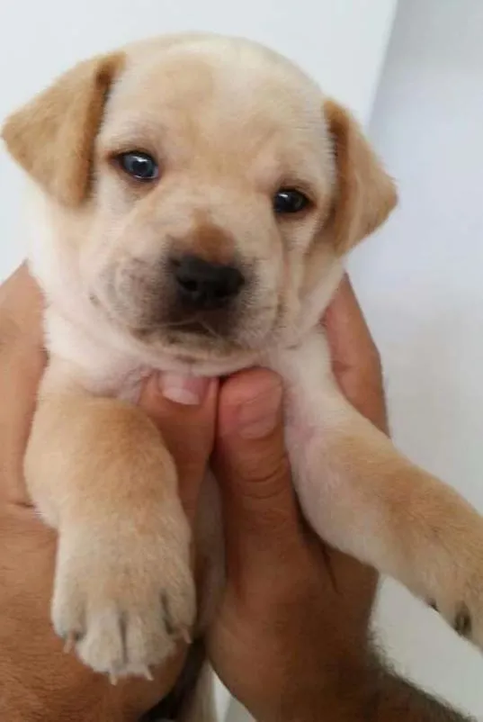 Cachorro ra a SRD idade Abaixo de 2 meses nome Amendoim