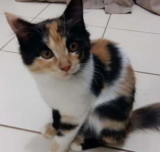 Gato ra a Vira Lata idade 2 a 6 meses nome Khaleesi e Khal