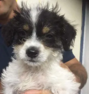 Cachorro raça mestiço idade 2 a 6 meses nome George