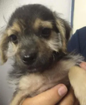 Cachorro raça mestiço idade 2 a 6 meses nome Pirulito