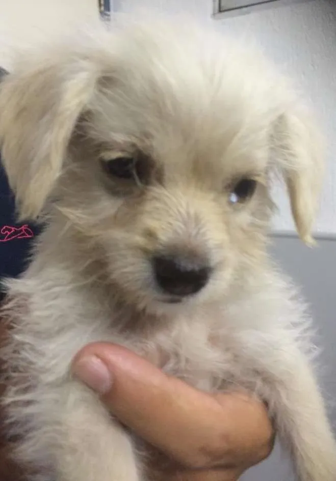 Cachorro ra a mestiço idade 2 a 6 meses nome Sam