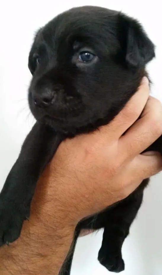 Cachorro ra a SRD idade Abaixo de 2 meses nome Dereck