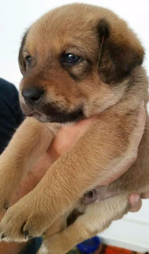 Cachorro ra a SRD idade Abaixo de 2 meses nome Mark