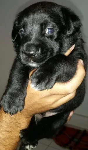 Cachorro raça SRD idade Abaixo de 2 meses nome Izzy